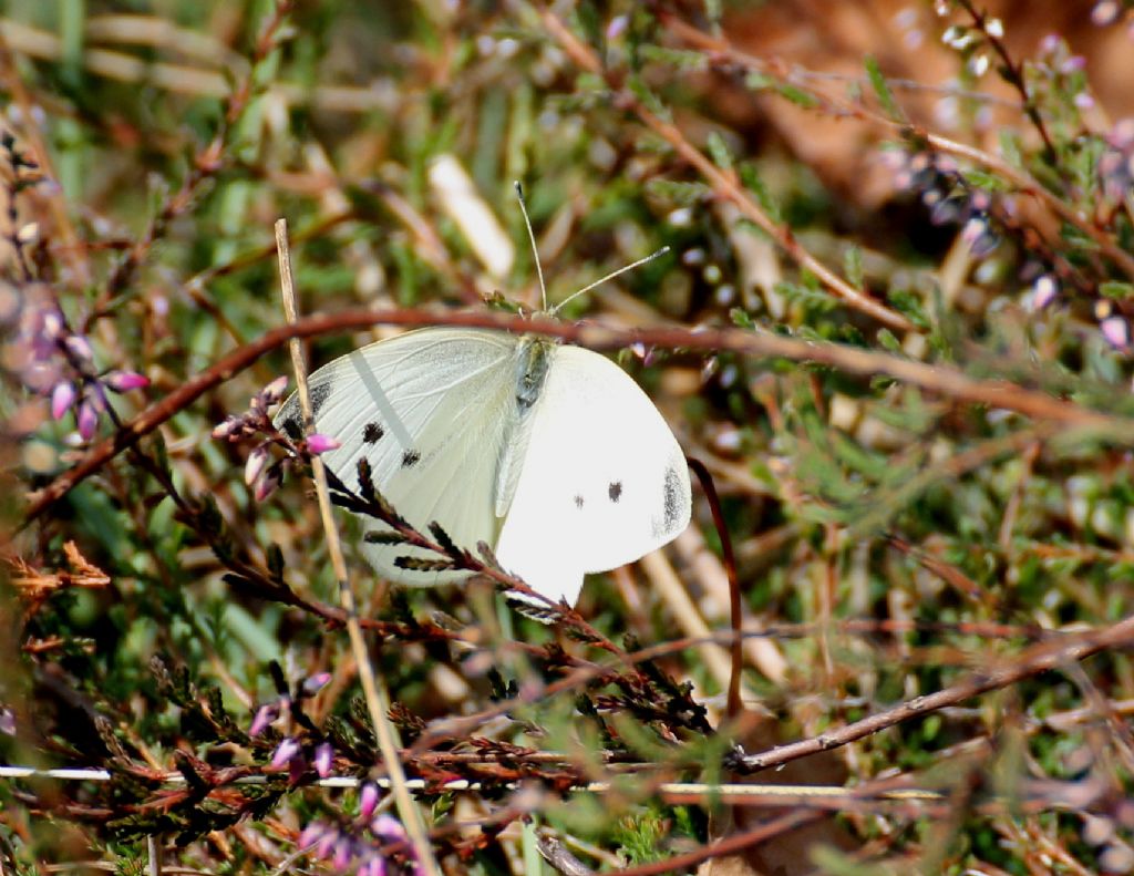 Pieris rapae? S